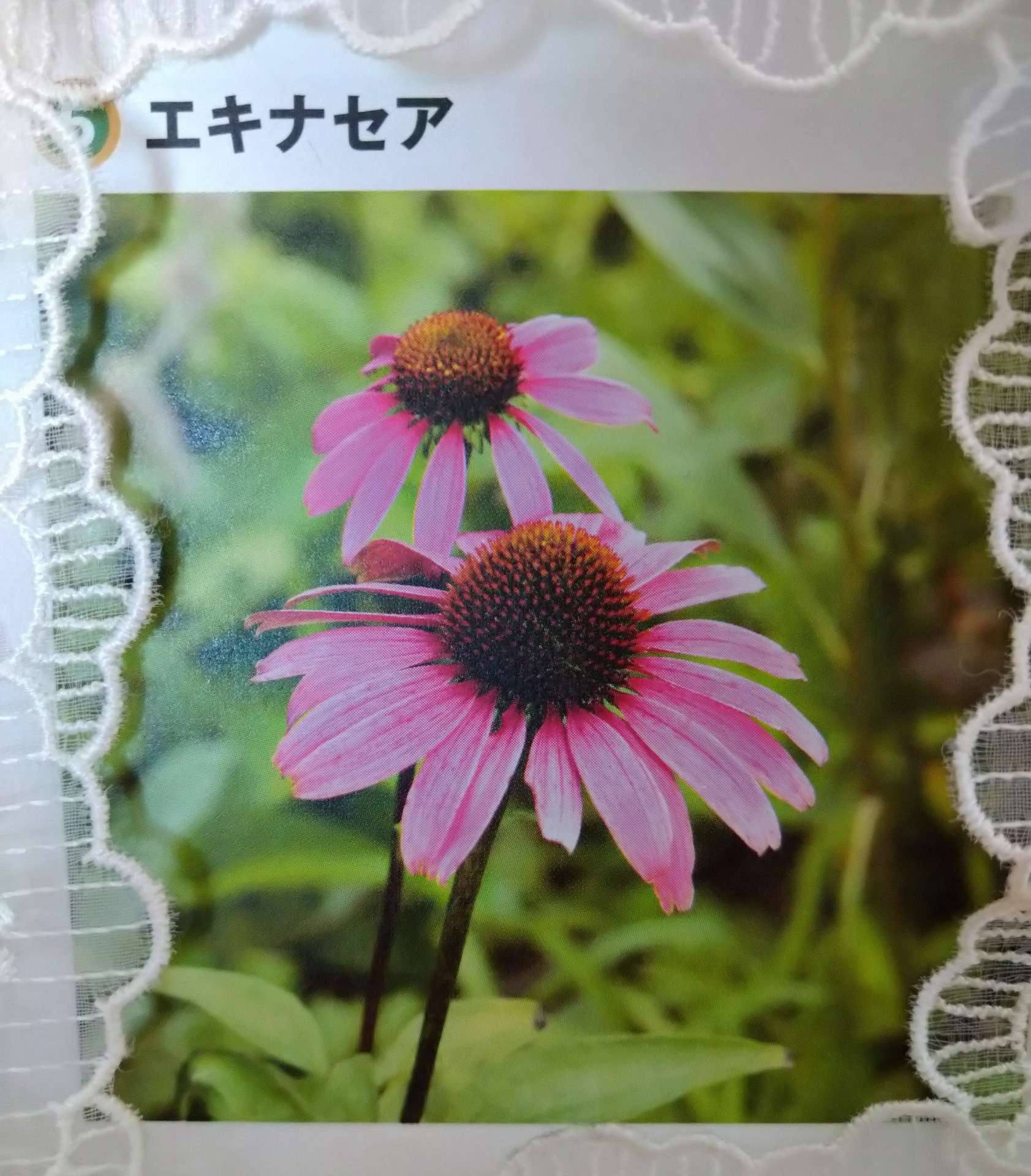 【大阪市でアロマ】ハーブとアロマで花粉症症状出ていないお客様