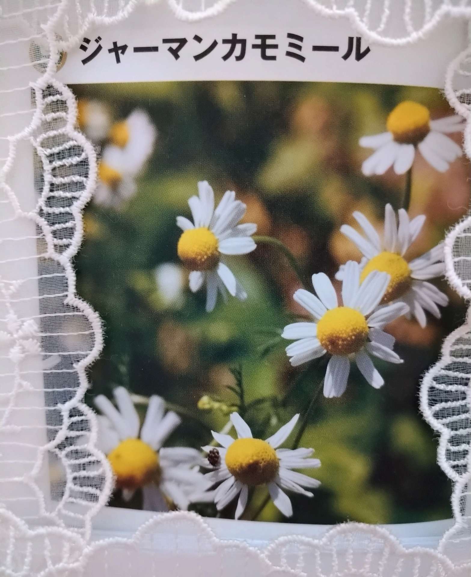 【大阪市でハーブ】花粉症の眼のかゆみはハーブティーを使ってスッキリ！
