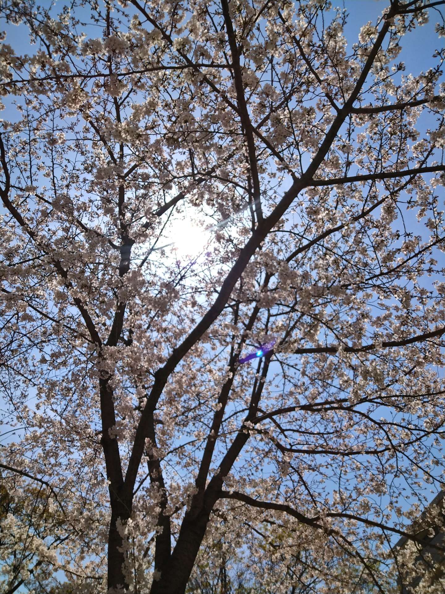 【大阪市でアロマ】桜のアロマと蒲生四丁目の桜