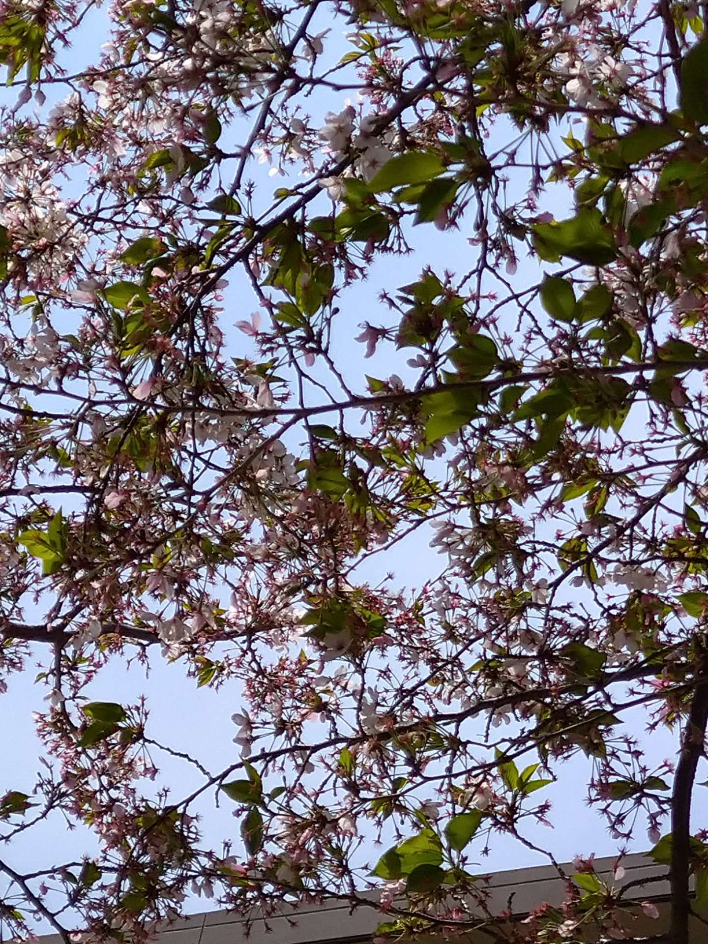 大阪市でハーブ 桜の葉って香りだけじゃないんだ 厳選したクレイやハーブの詳細をブログに掲載中 大阪市でアロマを用いた施術を行う華seiyu