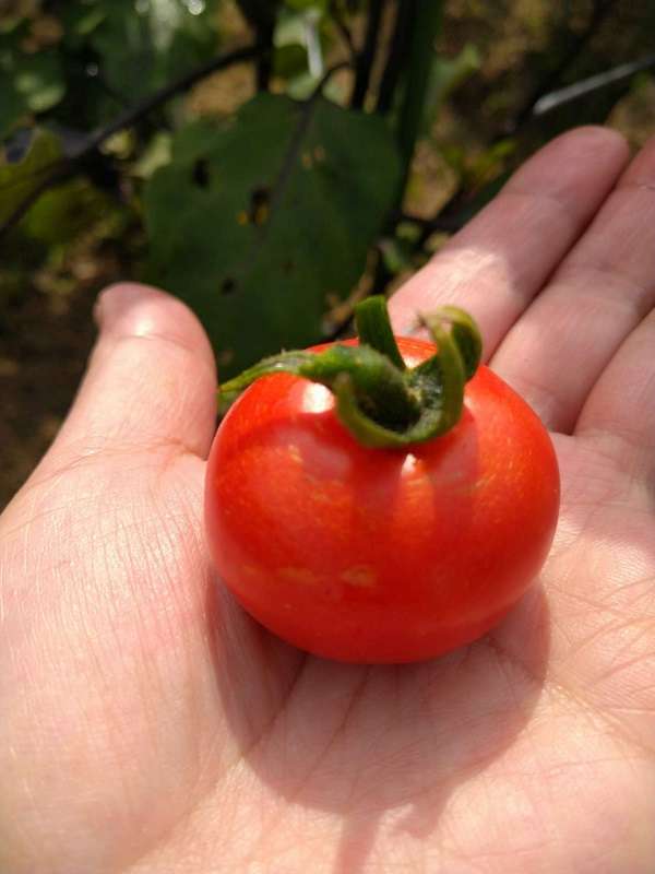 【蒲生四丁目でハーブ】貸し農園で育てたトマトの初収穫！