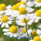 【大阪市城東区でハーブ】消化促進・胃の疲れのハブティーレシピ